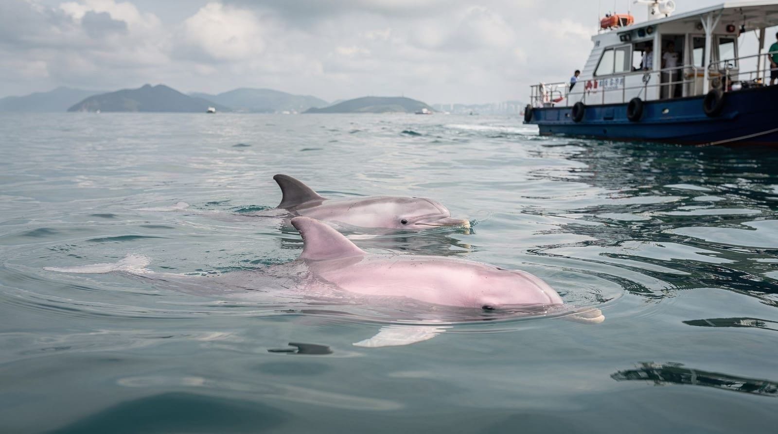 Hong Kong: Lantau Island pink dolphin watching